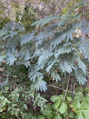 Albizia julibrissin