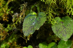 Corybas oblongus