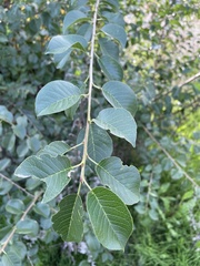 Prunus mahaleb