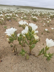 Nolana baccata