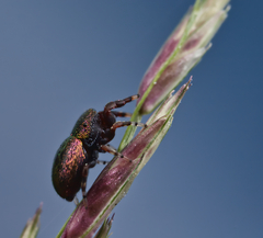 Sassacus cyaneus