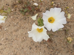 Nolana baccata