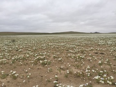 Nolana baccata