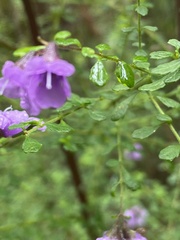 Prostanthera violacea