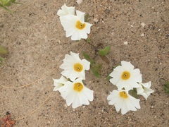 Nolana baccata