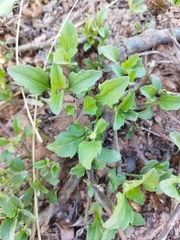 Acanthospermum australe