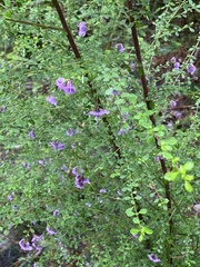Prostanthera violacea