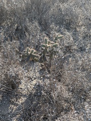 Cylindropuntia prolifera
