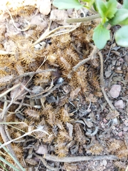 Acanthospermum australe