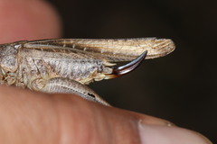 Platycleis intermedia