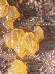 Dacrymyces stillatus