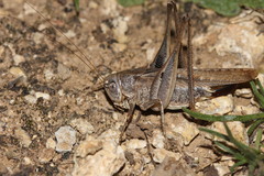 Platycleis intermedia