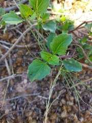 Acanthospermum australe