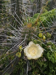 Eulychnia castanea