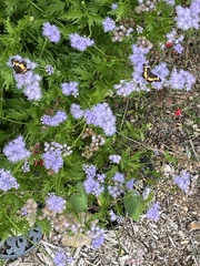 Conoclinium dissectum