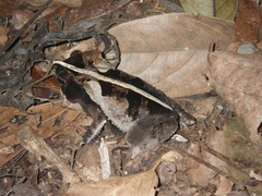 Rhinella