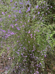 Prostanthera violacea