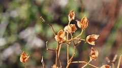 Crocanthemum scoparium