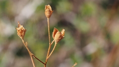 Crocanthemum scoparium