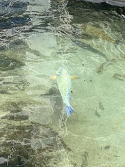 Acanthurus xanthopterus