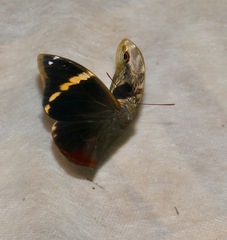 Opsiphanes tamarindi
