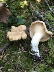 Cantharellus formosus