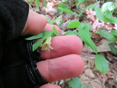 Uvularia sessilifolia