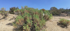 Ericameria pinifolia