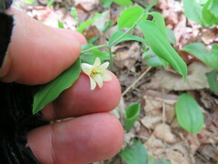 Uvularia sessilifolia