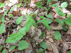 Uvularia sessilifolia