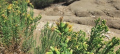 Ericameria pinifolia