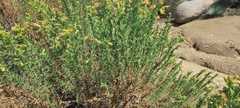 Ericameria pinifolia