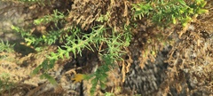 Ericameria pinifolia