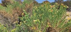 Ericameria pinifolia