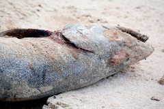 Oncorhynchus tshawytscha