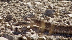 Crotalus pyrrhus