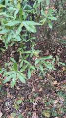 Quercus phellos