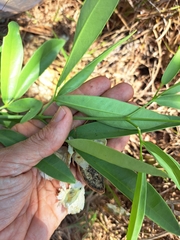 Anemopaegma