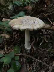 Pantherinae