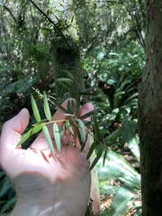 Podocarpus