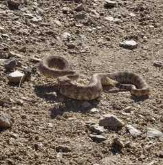 Crotalus pyrrhus