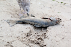 Oncorhynchus tshawytscha