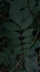 Aralia elata