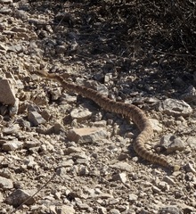 Crotalus pyrrhus