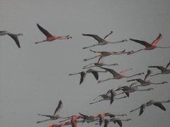 Phoenicopterus ruber
