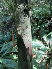 Podocarpus