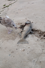 Oncorhynchus tshawytscha