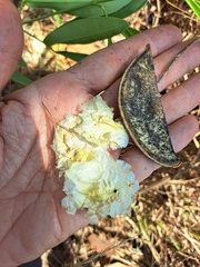 Anemopaegma