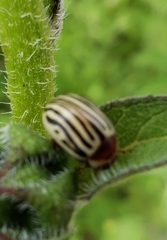 Zygogramma exclamationis