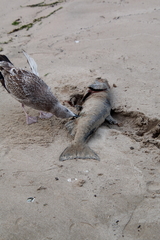 Oncorhynchus tshawytscha